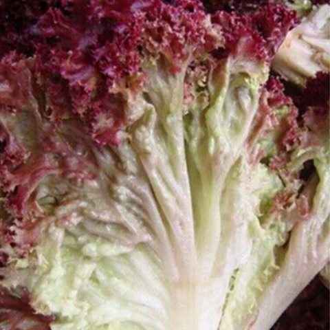 Purple Loose Leaf Lettuce Seeds