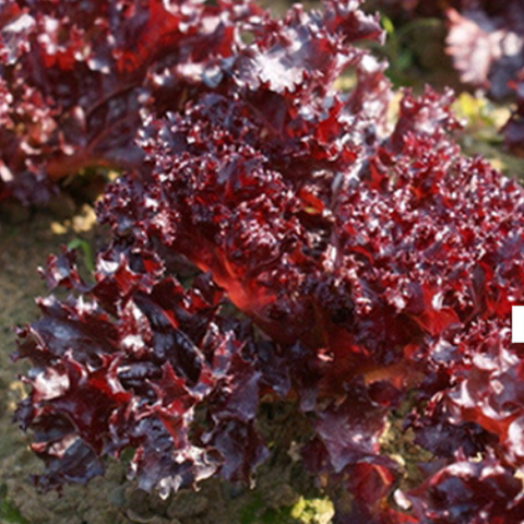 Purple Loose Leaf Lettuce Seeds