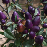 Purple Pepper & Chilli Seeds