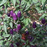 Purple Pepper & Chilli Seeds