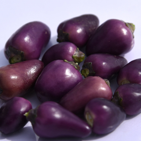 Purple Pepper & Chilli Seeds