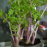 Purple Pole Celery Seeds