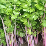 Purple Pole Celery Seeds