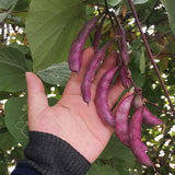 Purple-Soy-Bean-Seeds