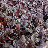 Purple-Spinach-Seeds