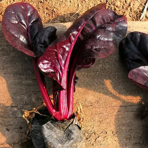 Purple-Spinach-Seeds