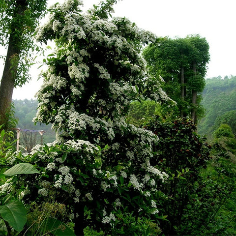 Pyracantha-fortuneana-Chinese-firethorn-Seeds