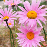 Pyrethrum Cinerariifolium & Pyrethrum Seeds