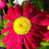 Pyrethrum Cinerariifolium & Pyrethrum Seeds