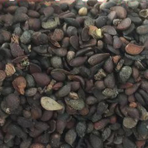 Pyrus betulifolia & Birchleaf pear Seeds