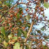 Pyrus betulifolia & Birchleaf pear Seeds