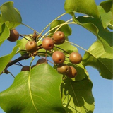 Pyrus betulifolia & Birchleaf pear Seeds