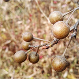 Pyrus xerophila & Birch-leaf pear Seeds