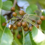 Pyrus xerophila & Birch-leaf pear Seeds