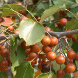 Pyrus xerophila & Birch-leaf pear Seeds