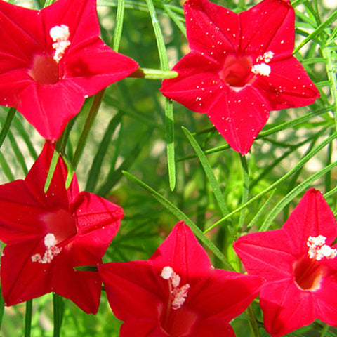 Quamoclit Pennata & Cypress Vine Seeds