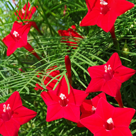 Quamoclit Pennata & Cypress Vine Seeds