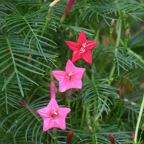 Quamoclit-Pinnata-Crpress-Vine-Seeds