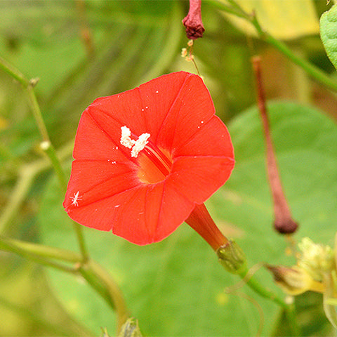Quamoclit-Pinnata-Crpress-Vine-Seeds