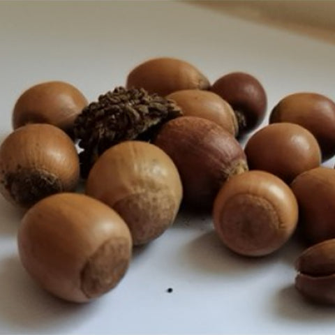 Quercus-acutissima-Sawtooth-oak-Seeds