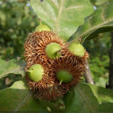 Quercus-acutissima-Sawtooth-oak-Seeds