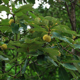 Quercus-acutissima-Sawtooth-oak-Seeds