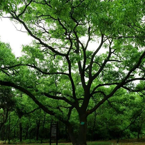 Quercus-acutissima-Sawtooth-oak-Seeds