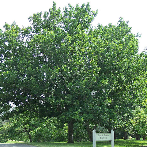 Quercus mongolica & Mongolian oak Seeds