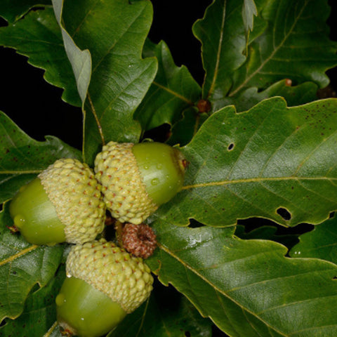 Quercus mongolica & Mongolian oak Seeds