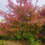 Quercus-nuttallii-Nuttall's-oak-Seeds