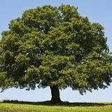 Quercus palustris & Pin oak Seeds