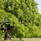 Quercus palustris & Pin oak Seeds