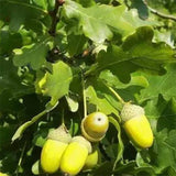 Quercus palustris & Pin oak Seeds