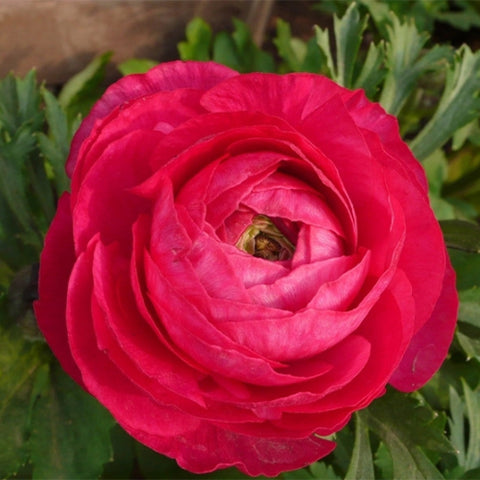 Ranunculus-Asiaticus-Persian-Buttercups-Seeds