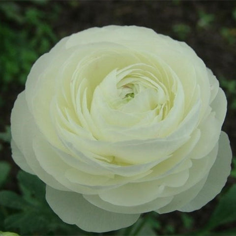 Ranunculus-Asiaticus-Persian-Buttercups-Seeds