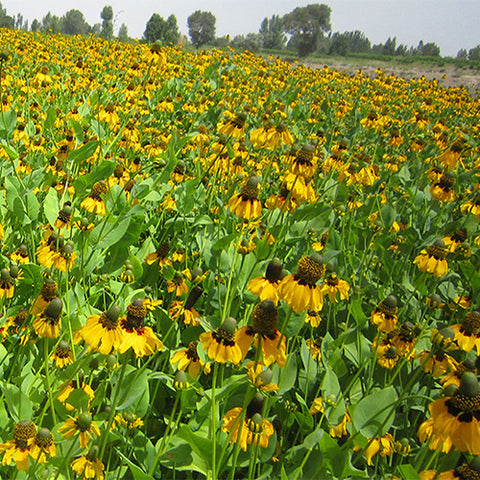 Ratibida-Columnifera-Prairie-Coneflower-Seeds
