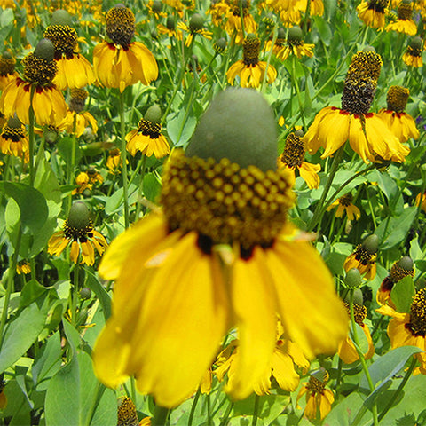 Ratibida-Columnifera-Prairie-Coneflower-Seeds