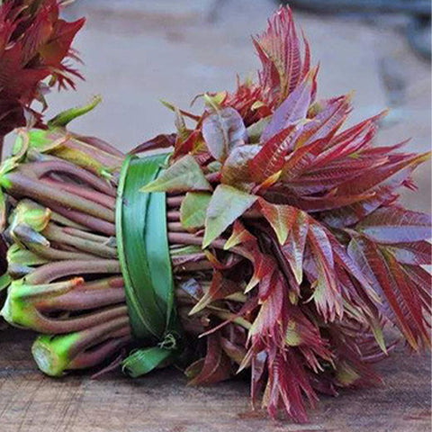 Red-Chinese-Toon-Toona-Sinensis-Seeds