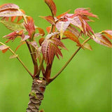 Red-Chinese-Toon-Toona-Sinensis-Seeds