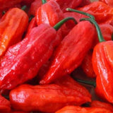  Red Devil Pepper & Chilli Seeds