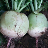 Hybrid F1 Green Skin Red Flesh Radish Seeds