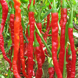 Red-Line-Pepper-Chilli-Seeds