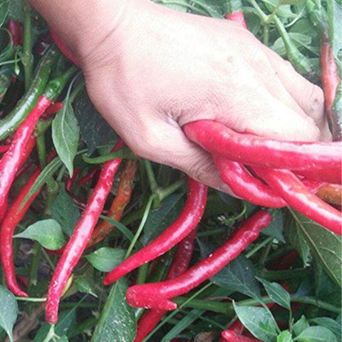 Red-Line-Pepper-Chilli-Seeds