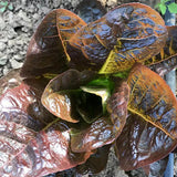 Red Oak Leaf Lettuce Seeds