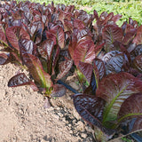 Red Oak Leaf Lettuce Seeds