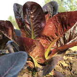 Red Oak Leaf Lettuce Seeds