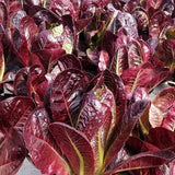 Red Oak Leaf Lettuce Seeds