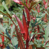 Red Okra Seeds