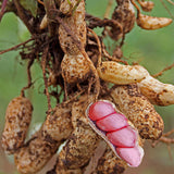 Red Peanut & Groundnut Seeds