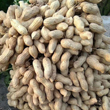 Red Peanut & Groundnut Seeds